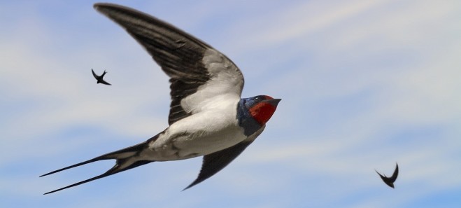 Hotel jonico rondini del salento